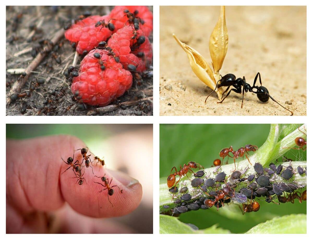какой вред приносят муравьи
